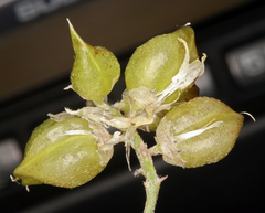 Astragalus johannis-howellii