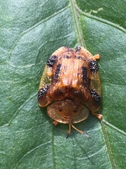 Laccoptera nepalensis