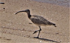 Numenius phaeopus phaeopus