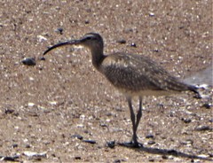 Numenius phaeopus phaeopus