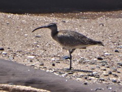 Numenius phaeopus phaeopus