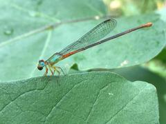 Ceriagrion cerinorubellum