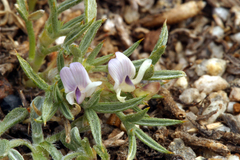Astragalus kentrophyta danaus