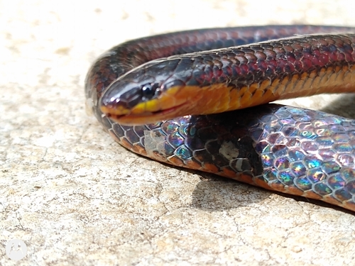 Photo of a Middle American Burrowing Snake (visoninum) (Adelphicos visoninum)