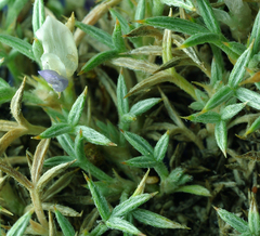 Astragalus kentrophyta danaus