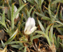 Astragalus kentrophyta danaus
