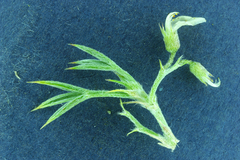 Astragalus kentrophyta danaus