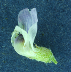 Astragalus kentrophyta danaus