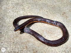 Middle American Burrowing Snake photo 2