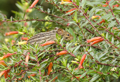 Lemniscomys striatus