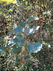Rubus alceifolius