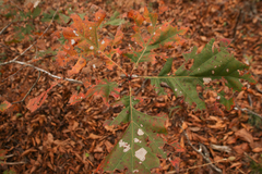 Quercus acerifolia