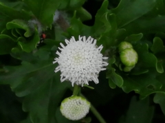 Shinnersia rivularis