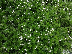 Shinnersia rivularis