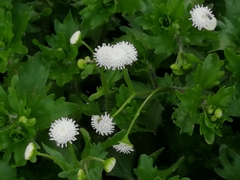 Shinnersia rivularis