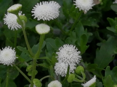 Shinnersia rivularis