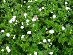 Shinnersia rivularis