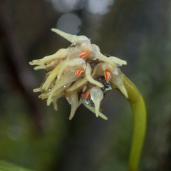 Bulbophyllum odoratissimum