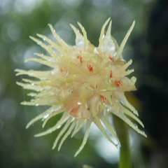 Bulbophyllum odoratissimum