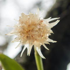Bulbophyllum odoratissimum