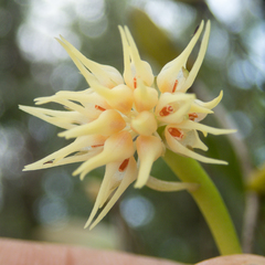 Bulbophyllum odoratissimum