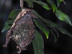 Calligaster himalayensis