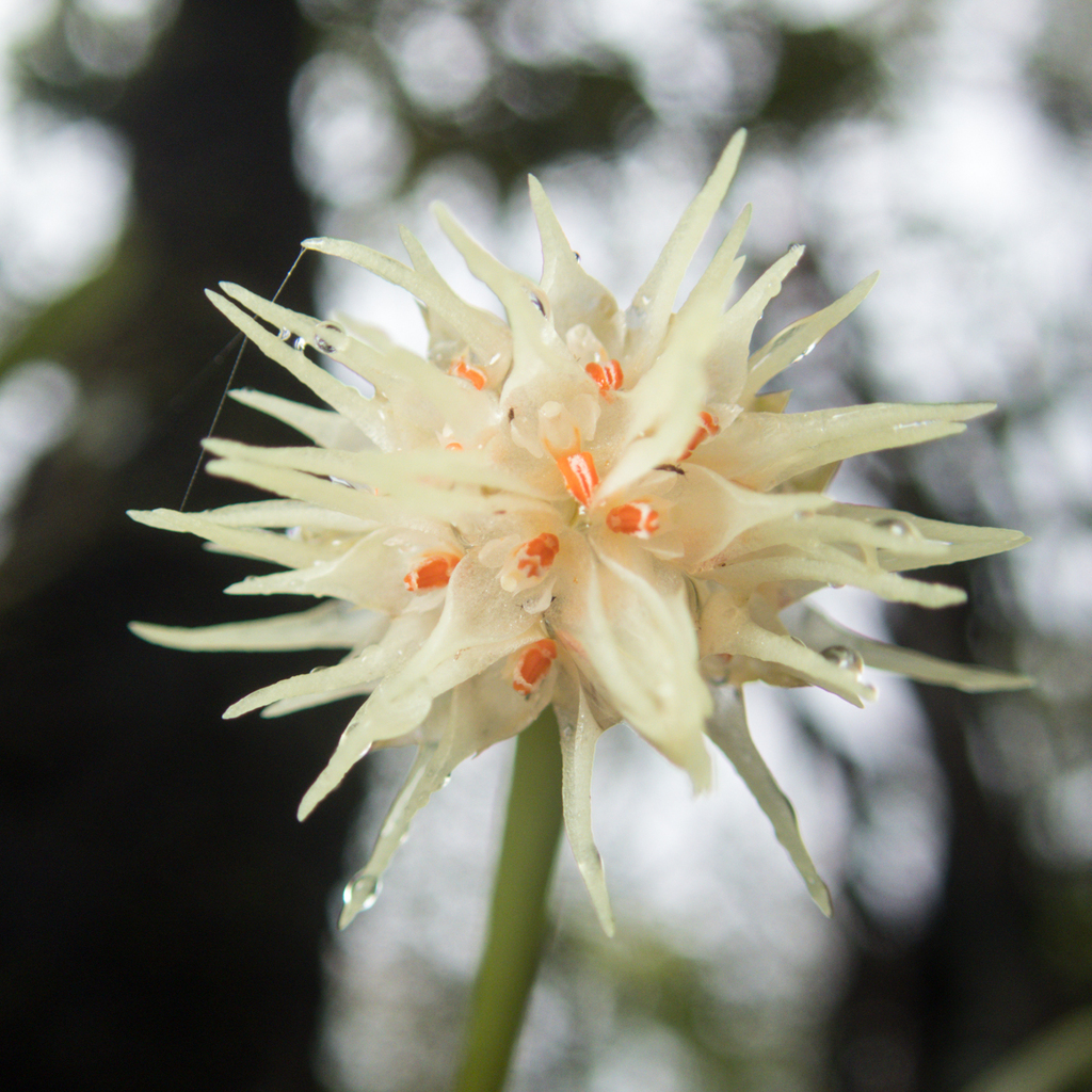 Bulbophyllum odoratissimum (Bulbophyllum odoratissimum)