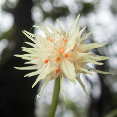 Bulbophyllum odoratissimum
