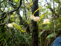 Bulbophyllum odoratissimum