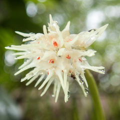 Bulbophyllum odoratissimum