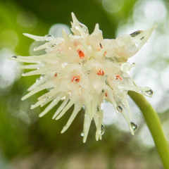Bulbophyllum odoratissimum