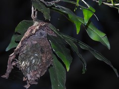 Calligaster himalayensis