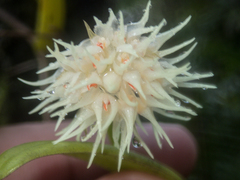 Bulbophyllum odoratissimum