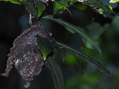 Calligaster himalayensis