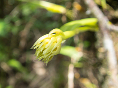 Bulbophyllum odoratissimum