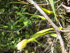 Bulbophyllum odoratissimum