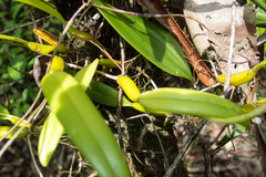 Bulbophyllum odoratissimum