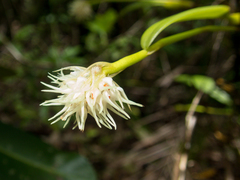 Bulbophyllum odoratissimum