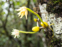 Bulbophyllum odoratissimum