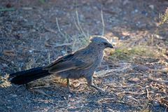 Apostlebird photo 3