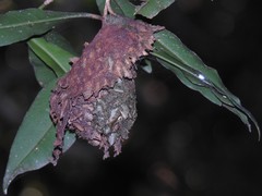 Calligaster himalayensis