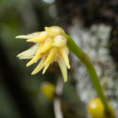 Bulbophyllum odoratissimum