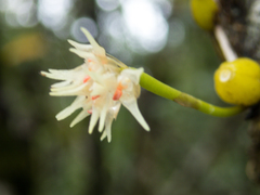 Bulbophyllum odoratissimum