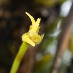 Bulbophyllum odoratissimum