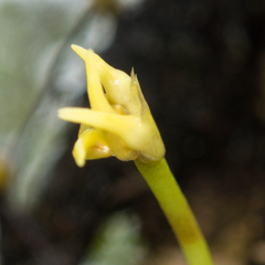 Bulbophyllum odoratissimum