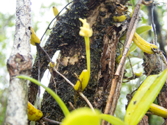 Bulbophyllum odoratissimum