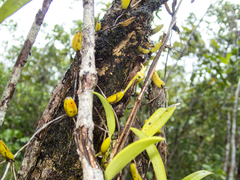 Bulbophyllum odoratissimum