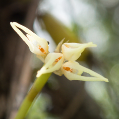 Bulbophyllum odoratissimum