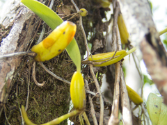 Bulbophyllum odoratissimum