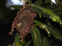 Calligaster himalayensis